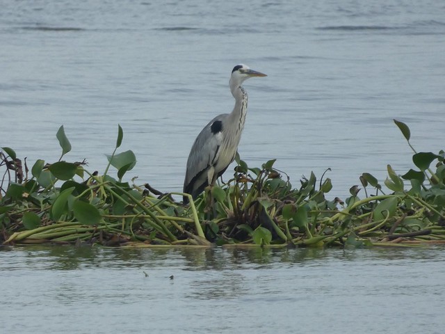 Garza en la Barra do Kwanza (Angola)