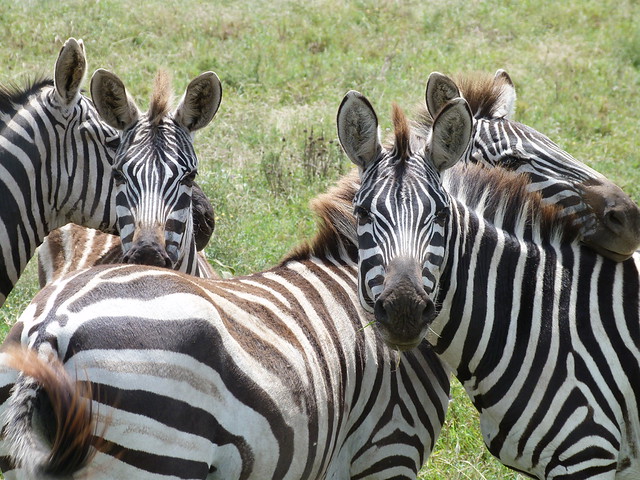 Hay cebras en el Parque Nacional de Quiçama (Angola)