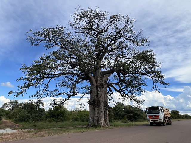 Baobab gigante en Angola