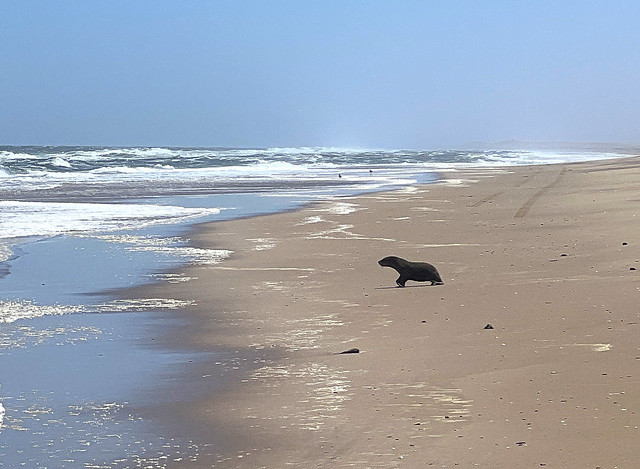 León marino regresando al agua