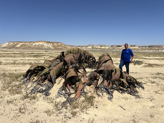 Junto a un ejemplar de Welwitschia mirabilis en el desierto de Angola