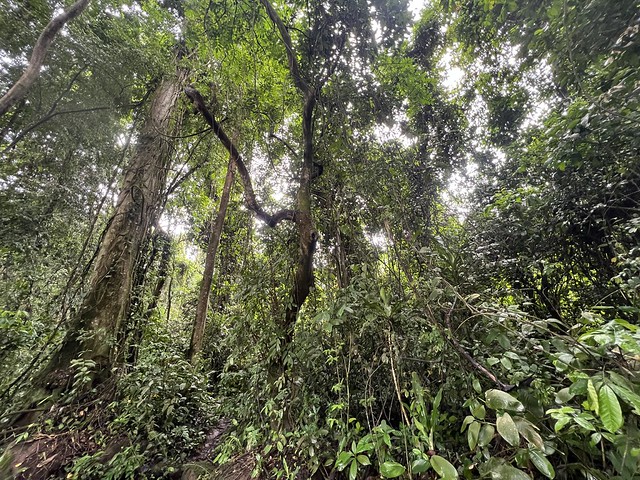 Dosel de selva en los alrededores de las cascadas de Kalandula en Angola