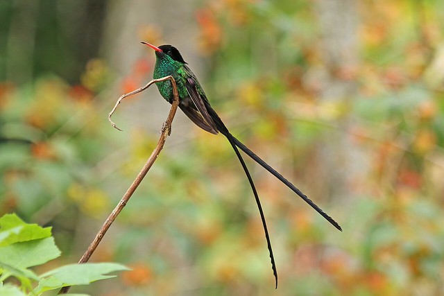 Colibrí portacintas jamaicano (Doctor Bird)