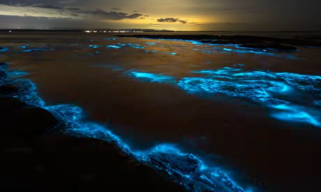 Luminous Lagoon en Jamaica (Laguna bioluminiscente)
