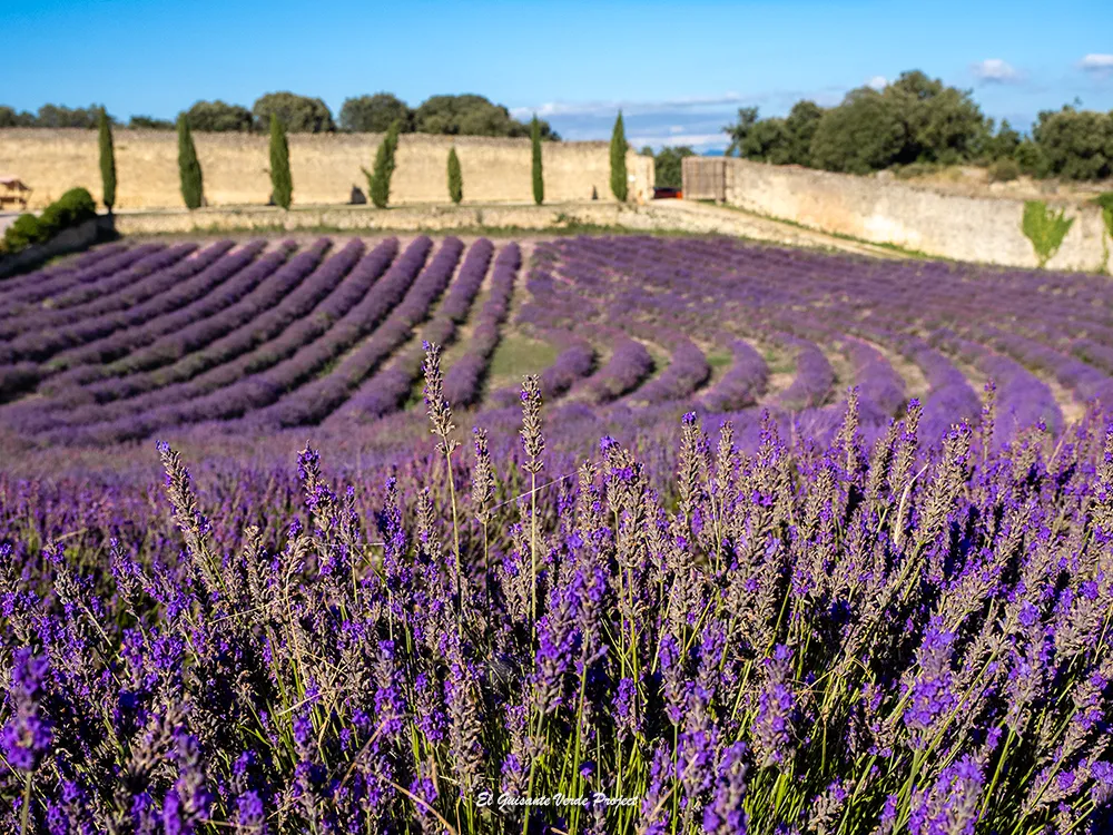 El Granero de San Francisco, campo de lavanda - Burgos El Granero de San Francisco, campo de lavanda - Burgos, por El Guisante Verde Project