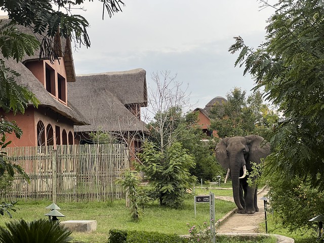 Un elefante en un hotel de Uganda