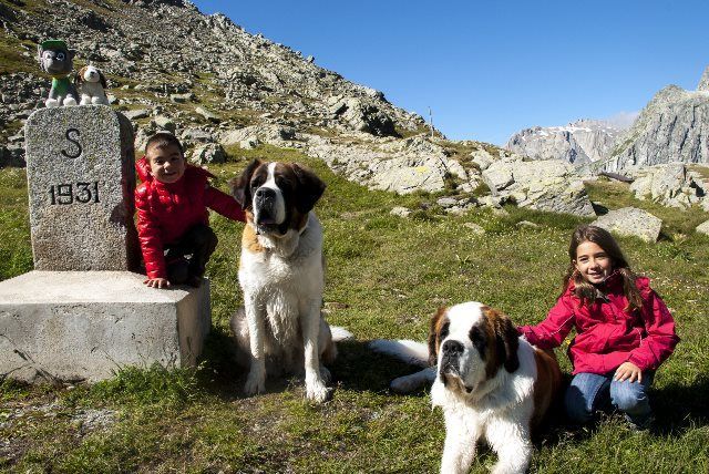 Suiza y los perros San Bernardo