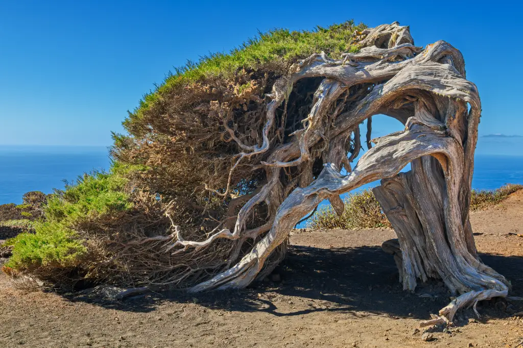 El Sabinar, El Hierro (Islas Canarias)