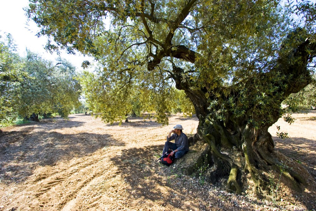 Olivos milenarios de Sant Mateu