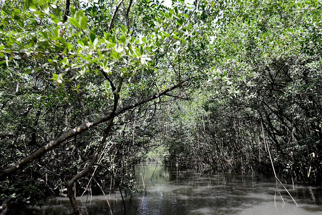 Manglares de Islas Bijagós (Guinea Bissau)