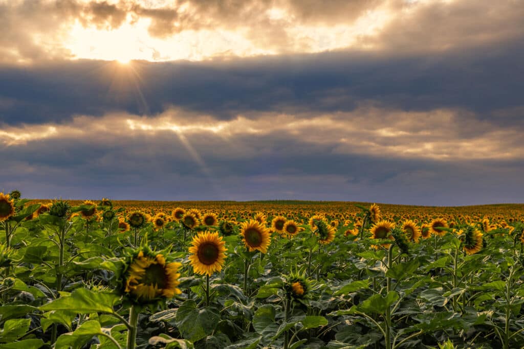 Girasoles en Tierra de Campos, Castilla y León. Por Karsten