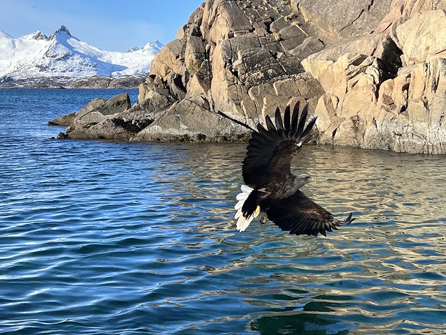 Águila marina en Islas Lofoten (Noruega)