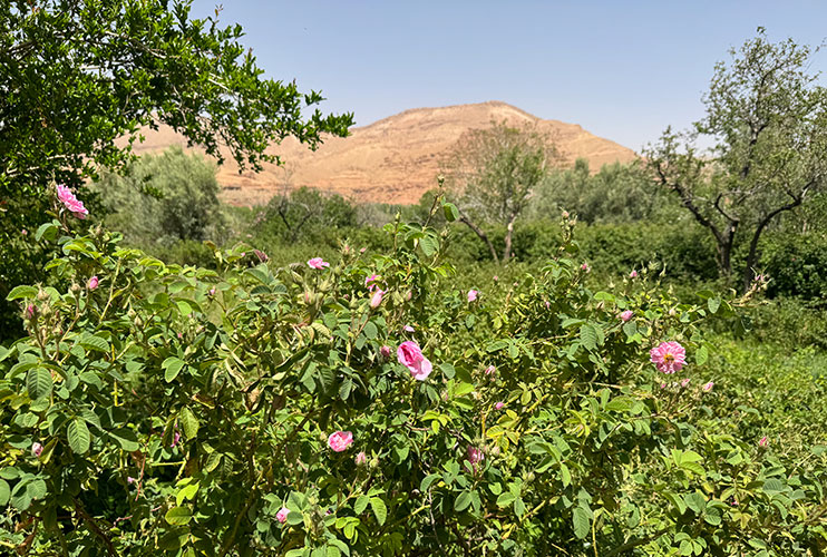 Valle de las Rosas Marruecos